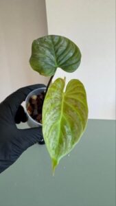 美しいハイブリッド Philodendron Majestic マジェスティック 1